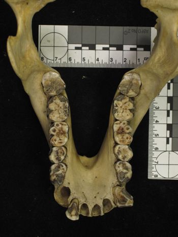 Media type: image;   Mammalogy 20043